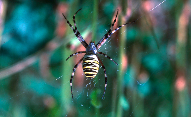 Spinnen – Webkünstler auf acht Beinen