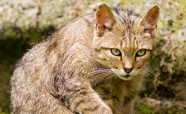Wildkatzen: scheue Höhlenbewohner
